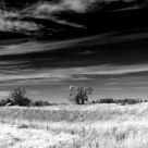 Lonely tree